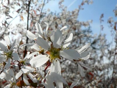 Bush flowers white