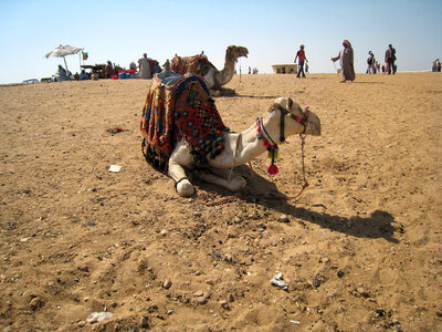 Camel in the Desert in Giza, Egypt photo