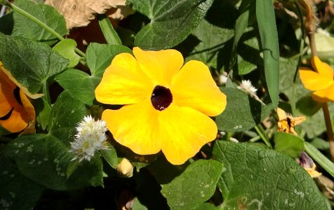 Gold flora wild flower photo