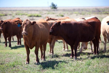 Agriculture cows domestic photo