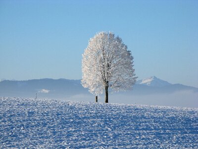 Cold sky tree photo