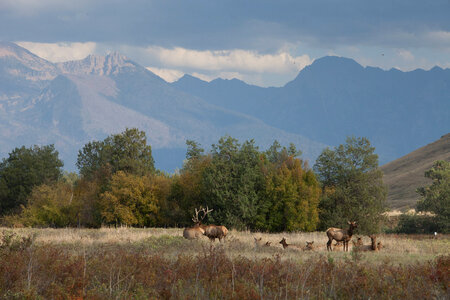 Elk herd with mountain backdrop-1 photo