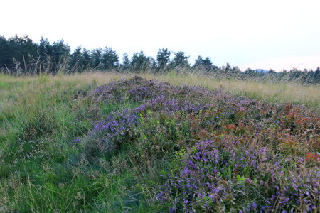 Glade in harz mountains photo