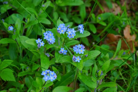 Meadow flowers blue photo