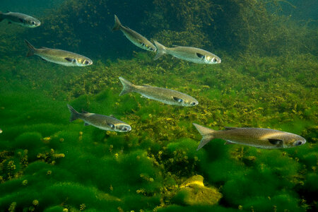 Striped mullet school swims over vegetation-1
