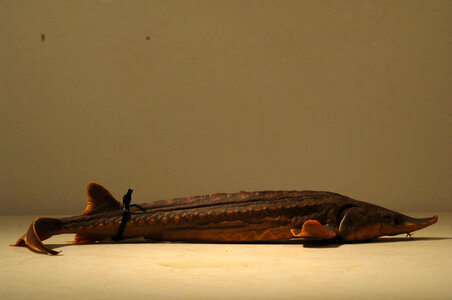 Acipenser o. oxyrinchus