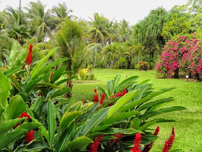 tropical garden amidst lush greenery photo