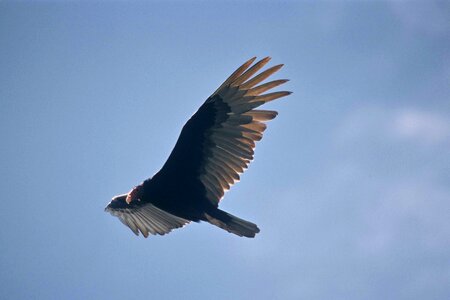 Account bird carrion