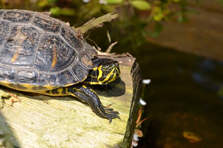 Turtle reptile water turtle photo