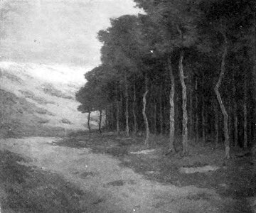 Pines at Knocke landscape at Knokke-Heist, Belgium photo