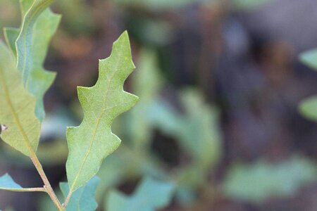 Flora greenery leaves