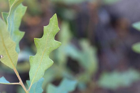 Flora greenery leaves photo