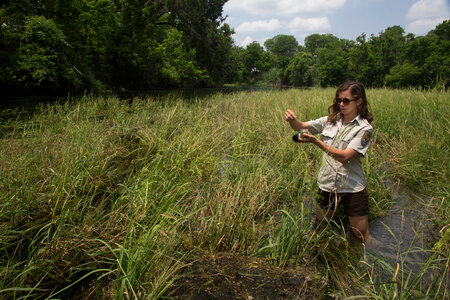 USFWS biologist collects Texas Wild Rice-5