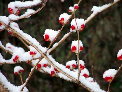 Winter nature christmas