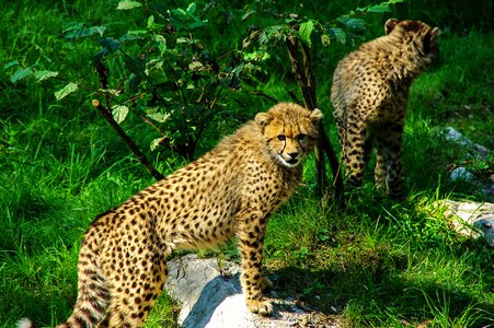 Cat tiergarten acinonyx