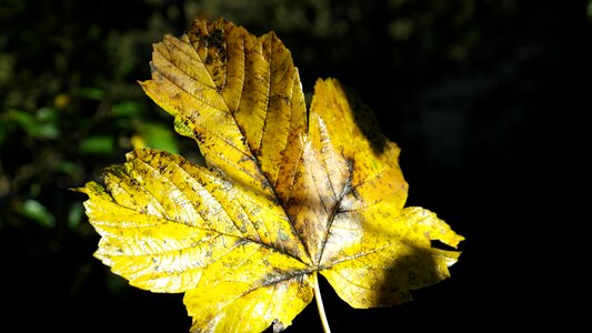 Fall color forest leaves