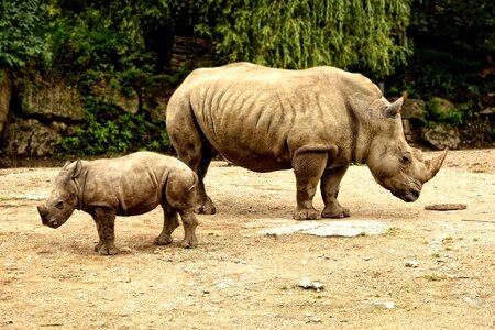 Rhinozeross wild animal mammal