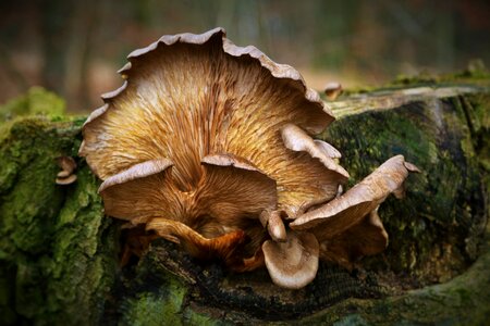 Lamellar mushrooms on tree forest mushrooms