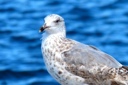 Water bird sea denmark
