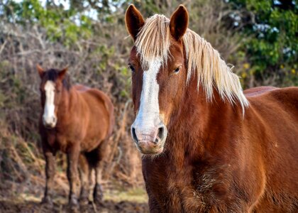 Animal beautiful photo cavalry