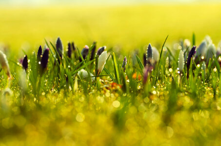 Spring Flowers Background photo