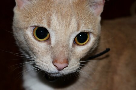Animal cat claw