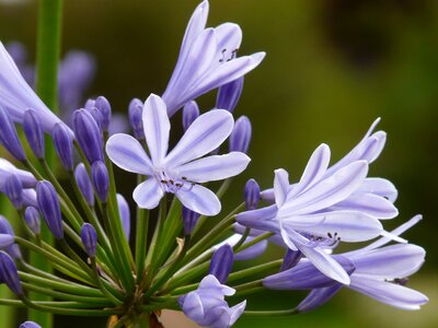 Lily blue ornamental plant photo