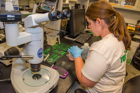 Worker doing in-vitro culture of freshwater mussels-1