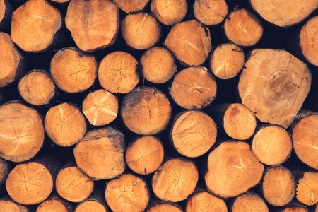Wood logs photo