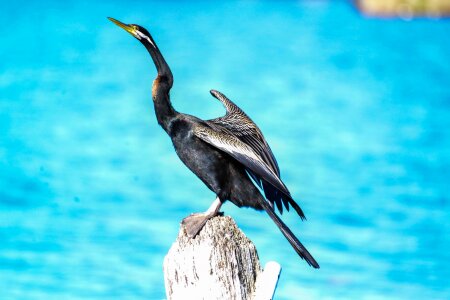 Australia waterfowl fly