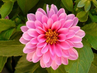 Flower blossom bloom