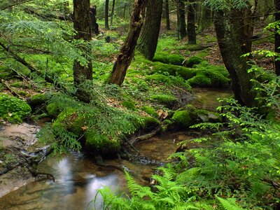 Creek environment fern photo