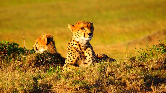 Kenya wildlife nature photo