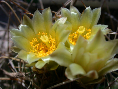 Endangered Tobusch fishhook cactus flower photo