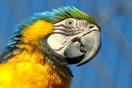 Bird beak parrot