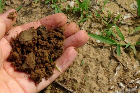 Field plant hand