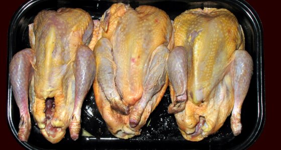 Guinea fowl chicken meal photo