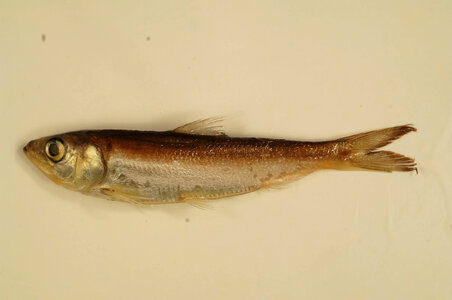 Alosa chrysochloris-1