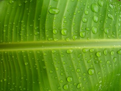 Green leaf dew photo