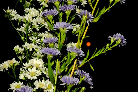 Flora vegetation flowers