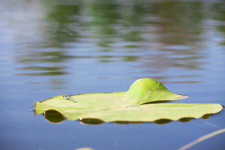 Leaf on water