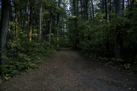 Pine Trees and Woods Hiking Path 