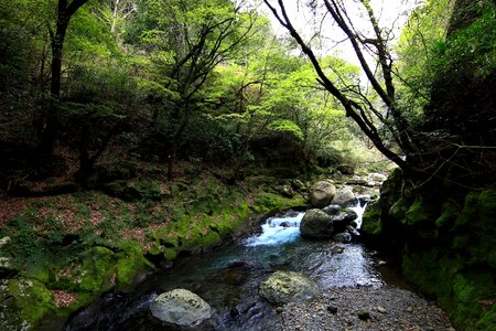 Creek environment forest