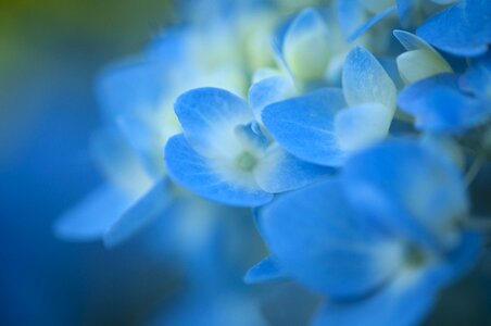 Floral blossom petal