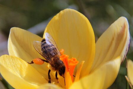 Animal arthropod beautiful