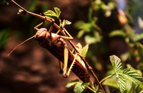 Grasshopper insect viridissima photo