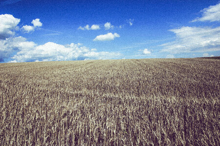 Cropland Wheat Farmland photo