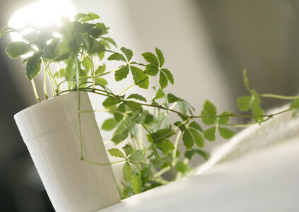 Houseplants on a white table photo