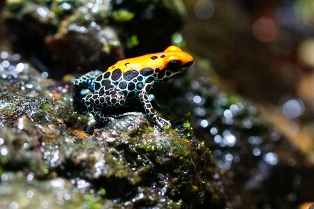 Amphibian red back poison frog tiny
