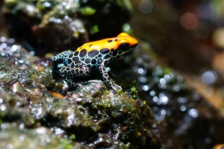 Amphibian red back poison frog tiny photo